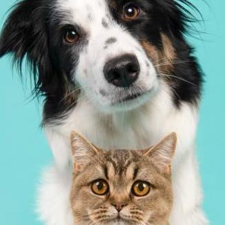 Animals